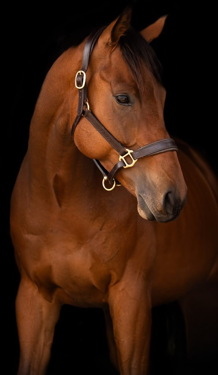 سلطان طرطوس